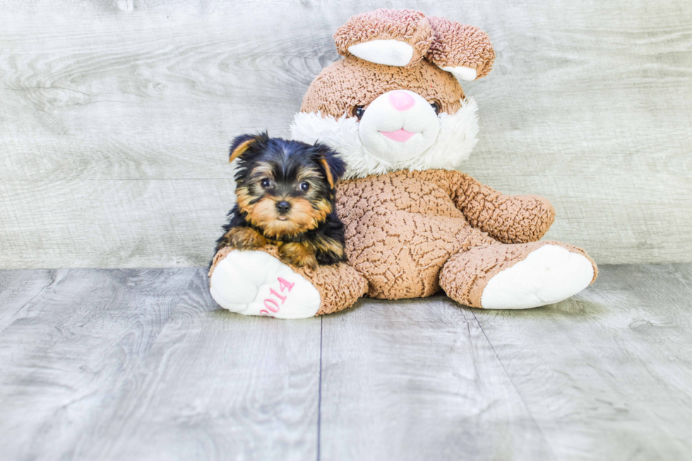 Meet Beverly - our Yorkshire Terrier Puppy Photo 