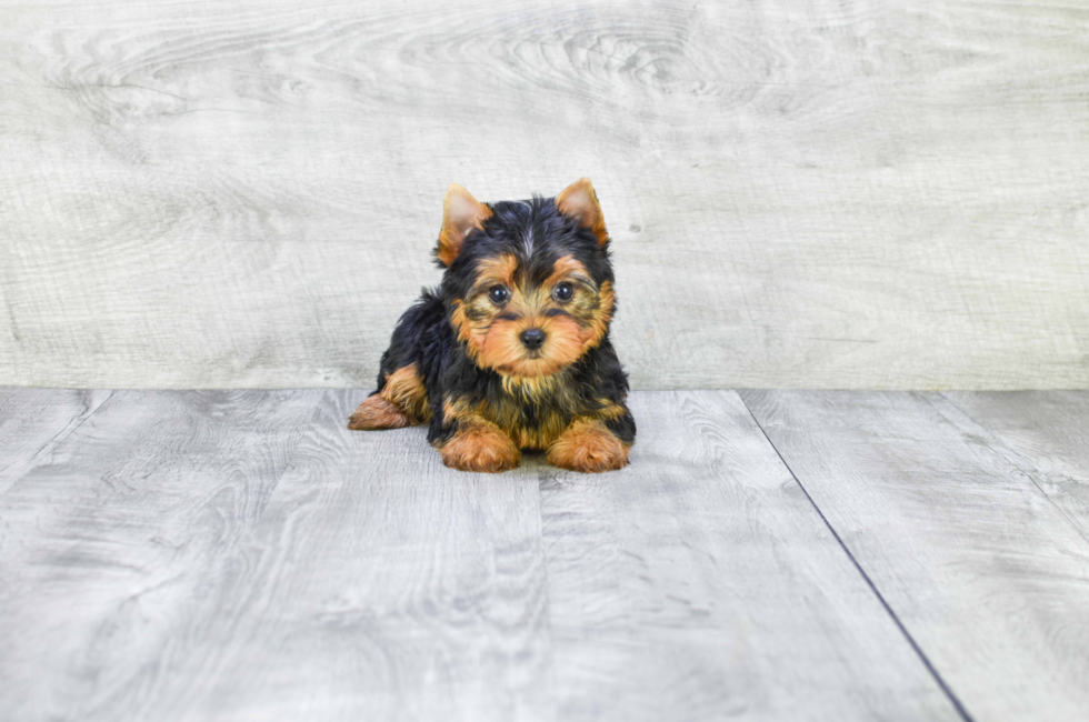 AKC Yorkie puppies for sale Buy Teacup Yorkshire Terrier Pups