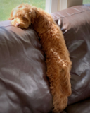 Puppy For Sale - Premier Pups Mini Labradoodle Being Cute