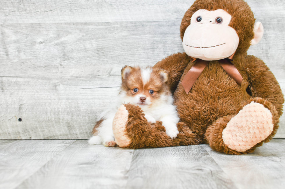 Pomeranian puppies for sale Teacup breed Pom puppies for sale in Ohio