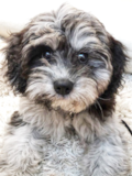 Popular Cavalier Poodle Mix Pup