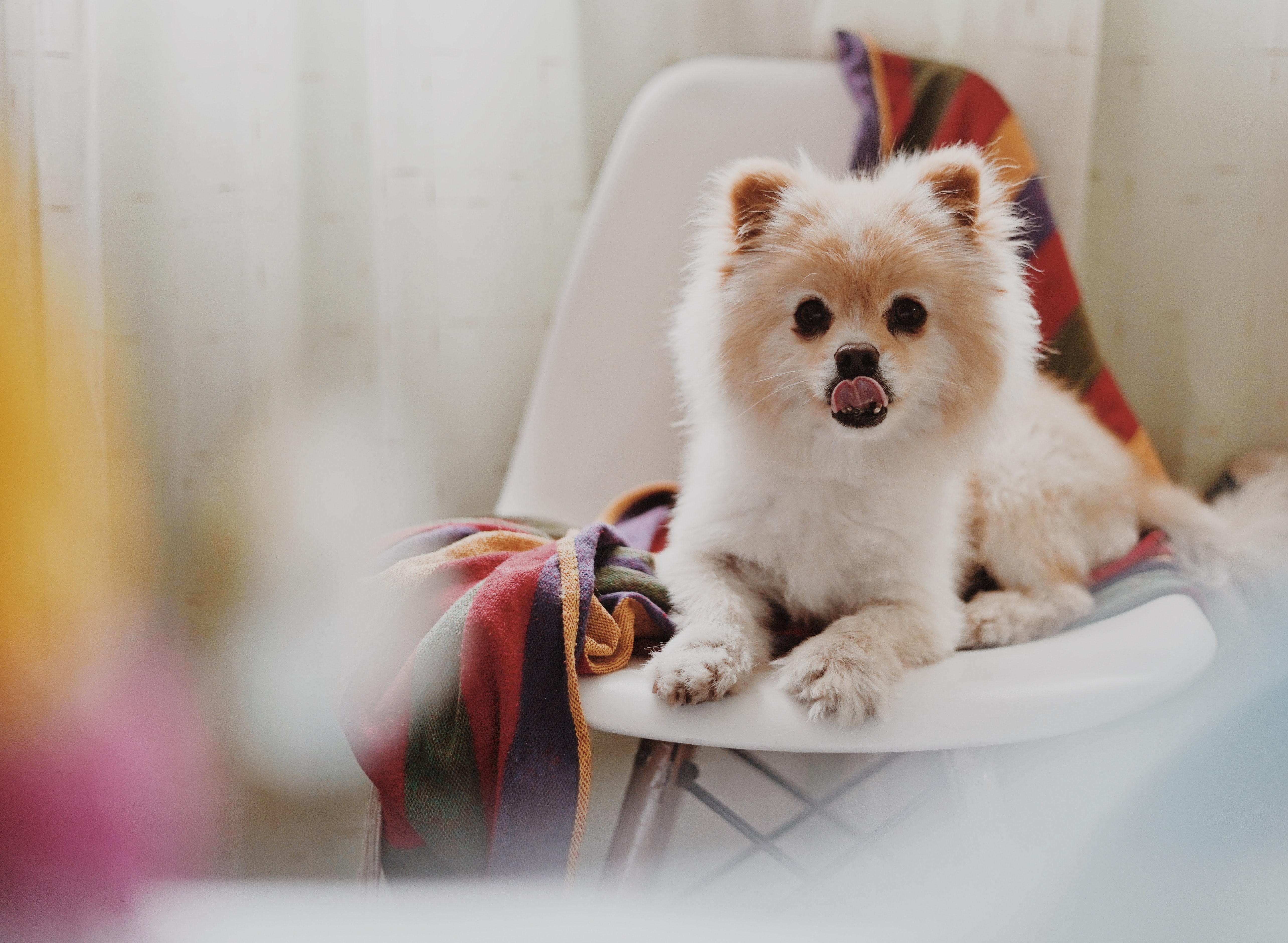 white Pomeranian sitting on chair with its tongue out