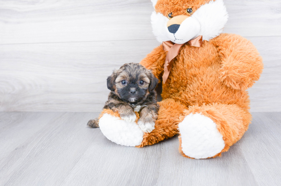 teddy dogs for sale near me