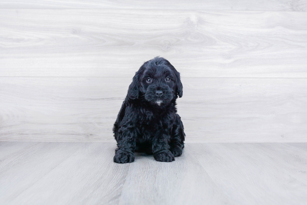 Meet Rosa - our Mini Goldendoodle Puppy Photo 2/3 - Premier Pups