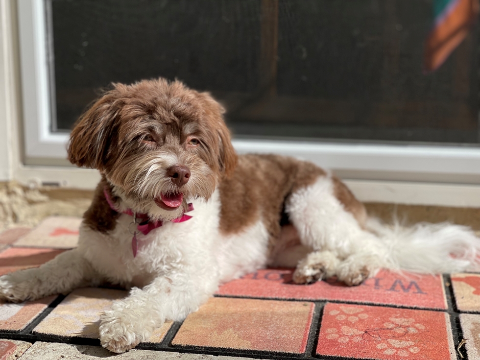 Playful and affectionate Havanese adores children