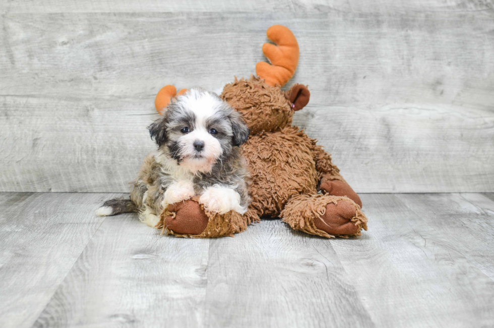 where can i buy a teddy bear puppy