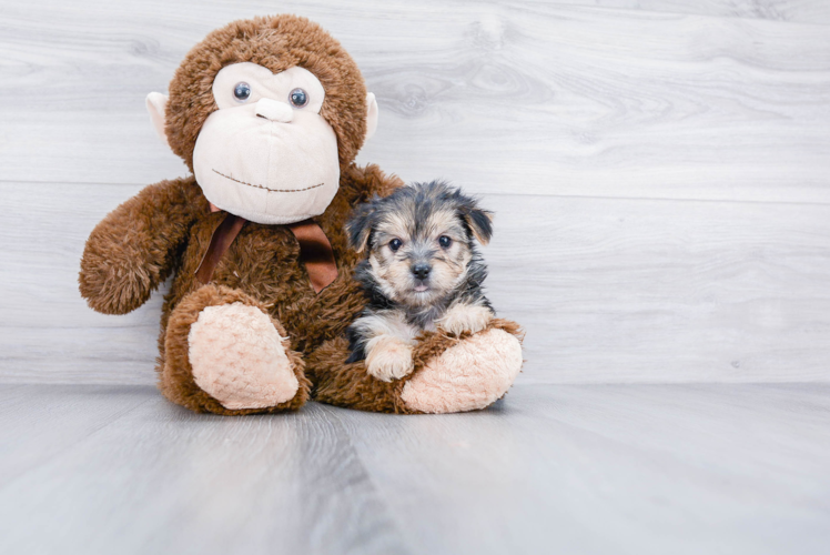 Meet Chrissy - our Morkie Puppy Photo 1/3 - Premier Pups