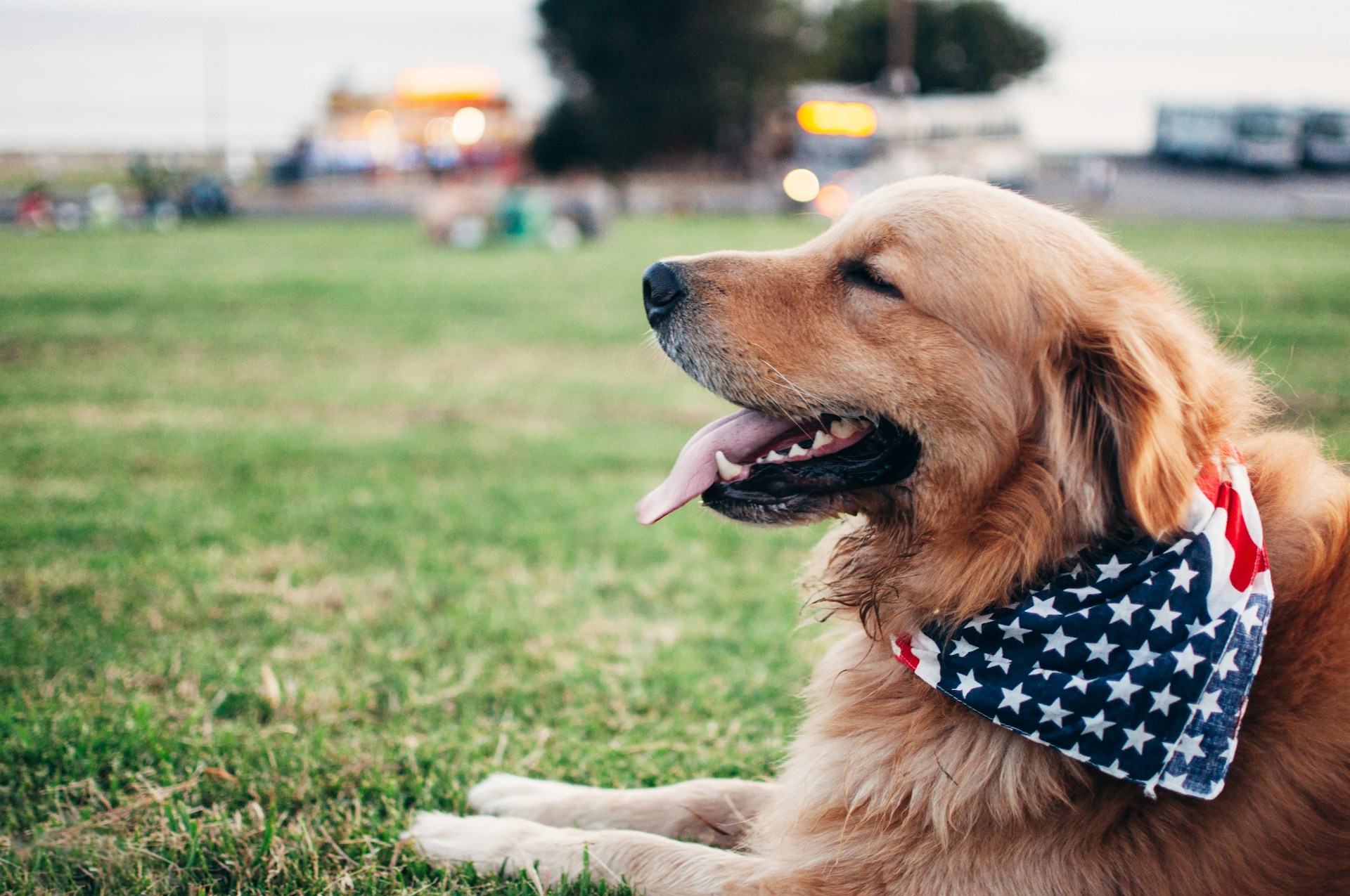 dog sitting on a lawn wearing an american flag bandana