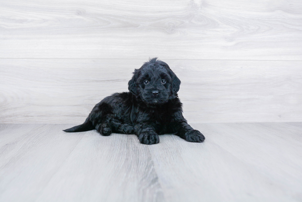 Meet Ruth - our Mini Goldendoodle Puppy Photo 1/2 - Premier Pups