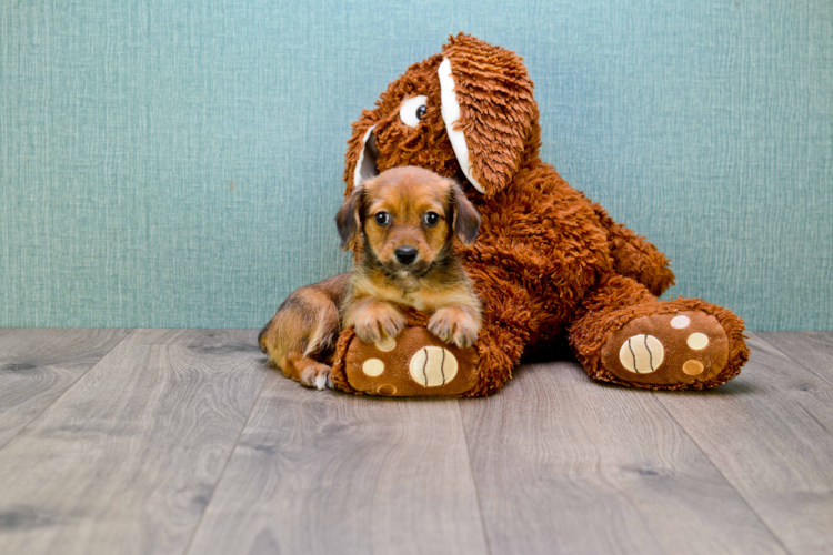 TEACUP DORKIE PUPPY