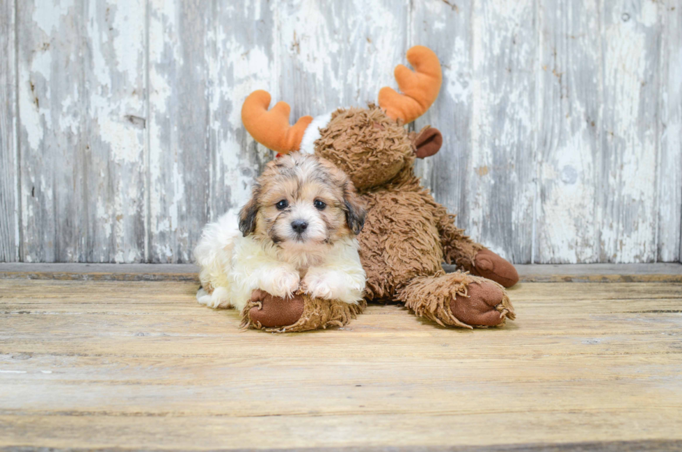 where can i buy a teddy bear puppy