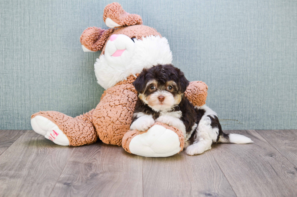 Havanese Puppies Near Me For Your Dream Pet