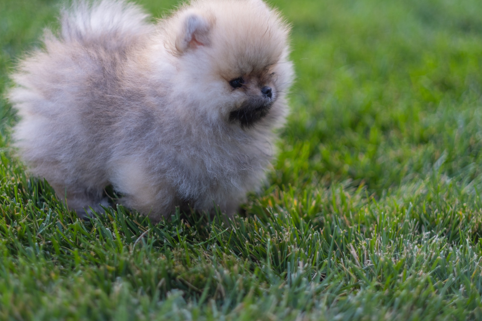 picture of a lavender Pomeranian