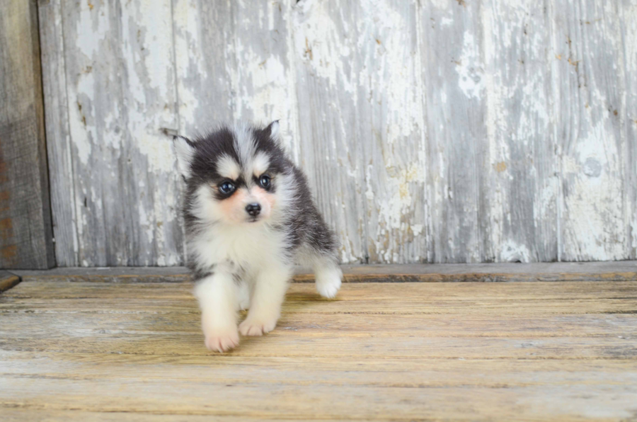 mini pomsky puppies for sale mini pomsky puppy mini pomsky puppies for sale mini pomsky puppy