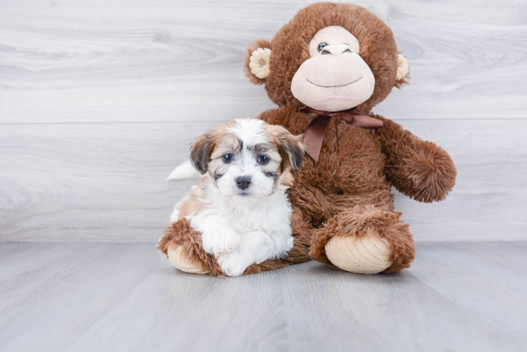 Meet Melissa - our Teddy Bear Puppy Photo 1/3 - Premier Pups