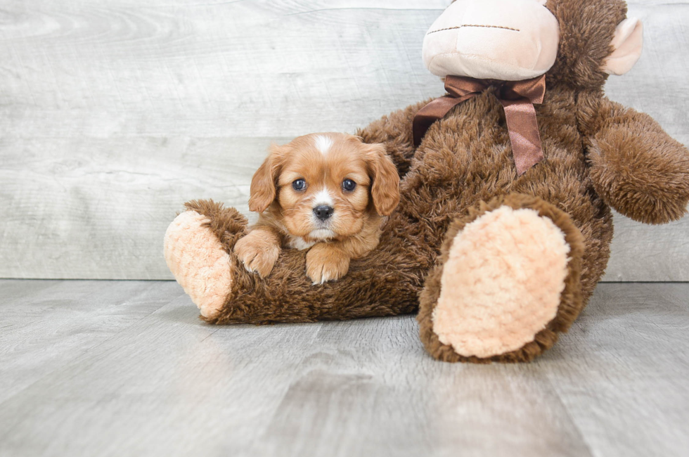 Cavalier Puppies for Sale
