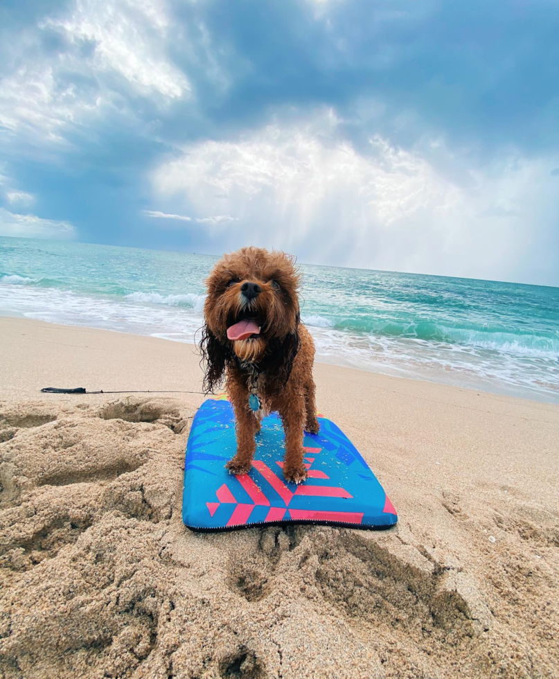 cavapoo at the beach after a swim