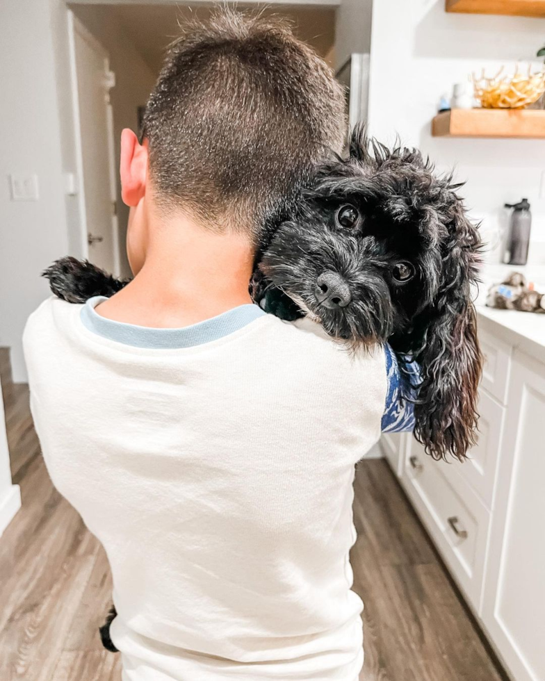 sweet Cavapoo cuddling with a child