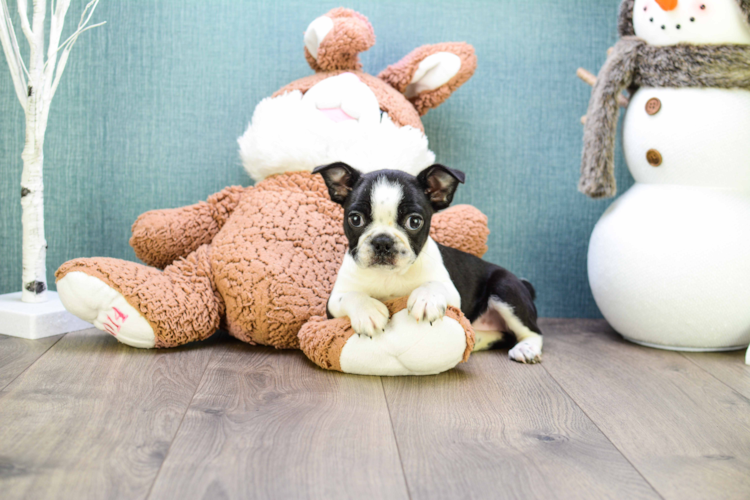 Mimi Is One Of Our Boston Terrier Puppies For Sale