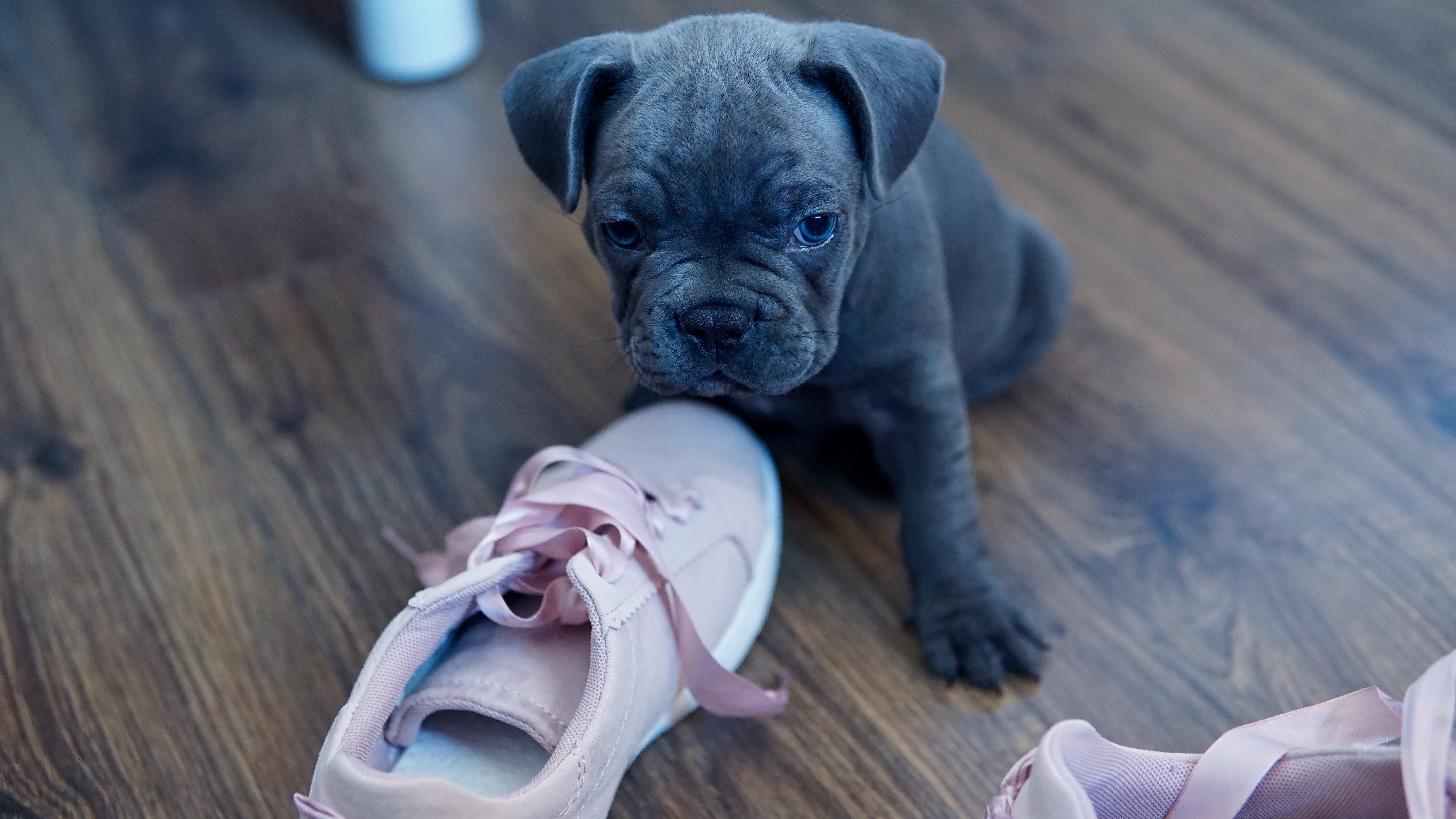 cute French bulldog puppy with gray coat