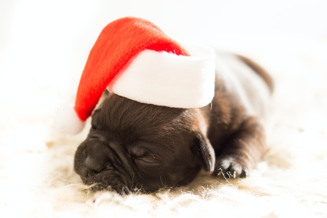 small puppy wearing a santa hat