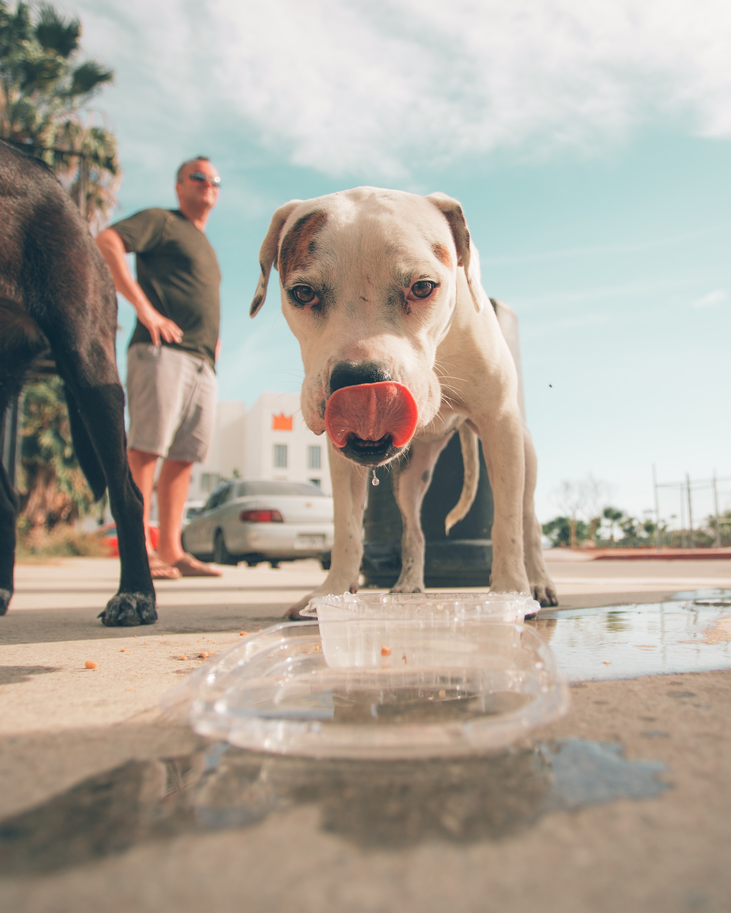 dog drinking water from a bowl outside during hot weather