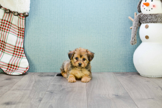 Hypoallergenic Yorkie Designer Puppy