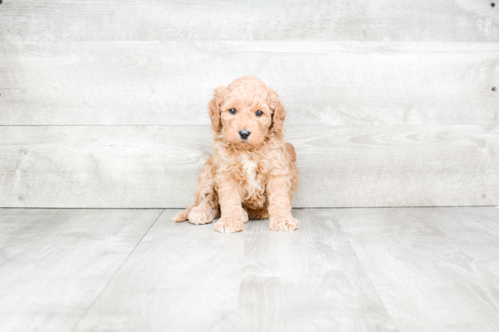 Meet Shawn - our Mini Goldendoodle Puppy Photo 1/3 - Premier Pups