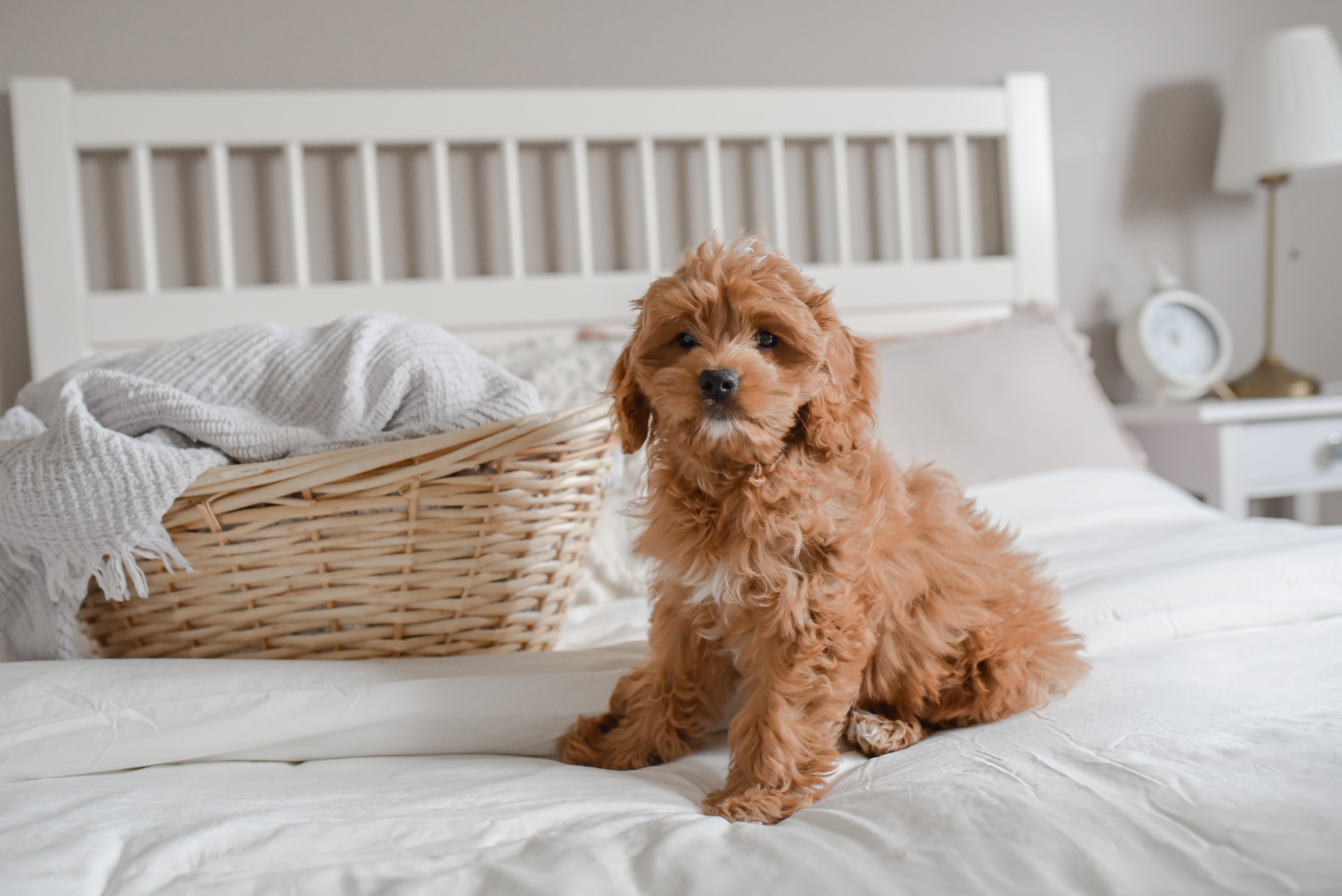 cream mini goldendoodle dog