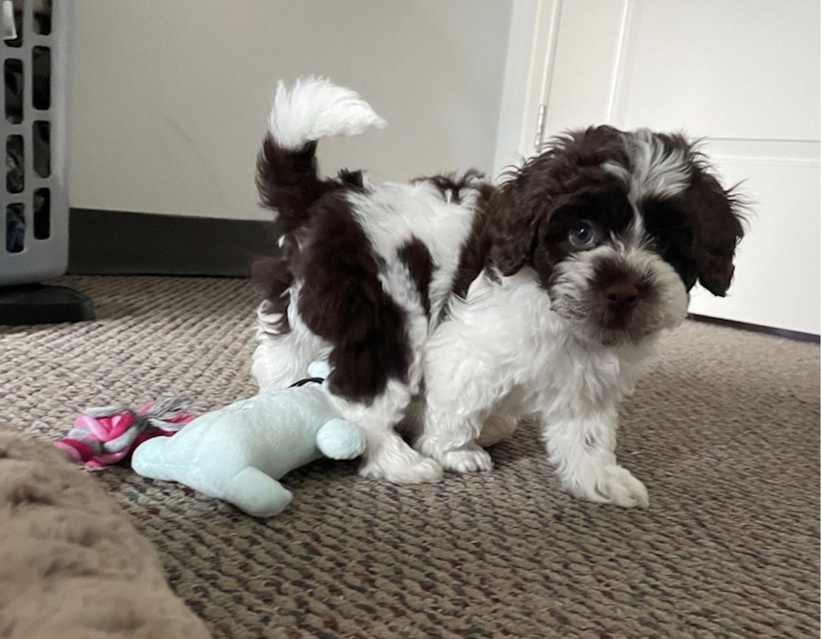 toy cockapoo puppy from best cockapoo breeders 