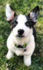 Cowboy Corgi Puppy For Sale Premier Pups Cowboy Corgi Puppy For Sale Premier Pups