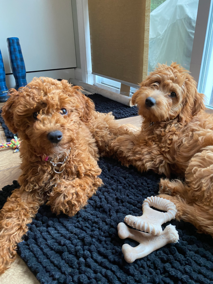 two mini goldendoodle dogs sitting by eachother on the floor inside a home