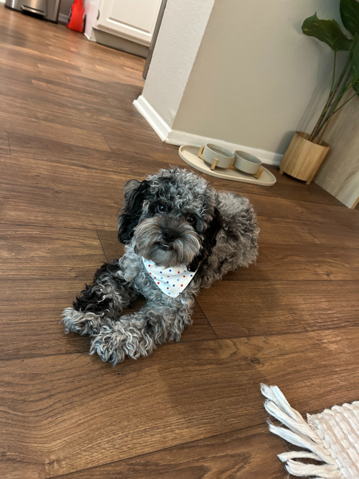 blue merle cockapoo dog sitting on a wooden floor. gray and black cockapoo