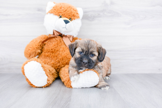 Teddy Bear Pup Being Cute