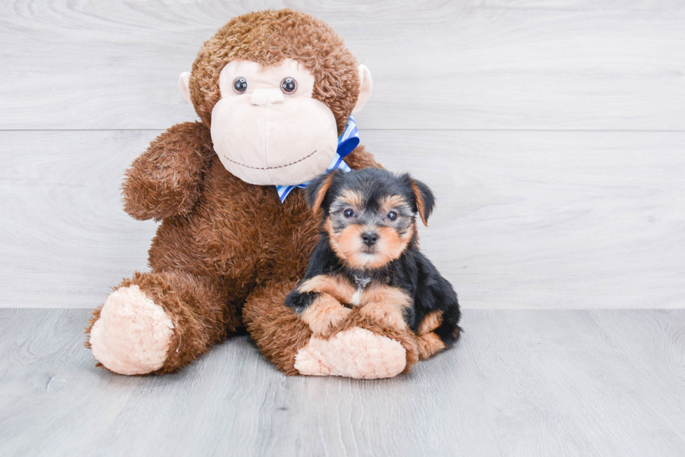 Meet Joey - our Yorkshire Terrier Puppy Photo 