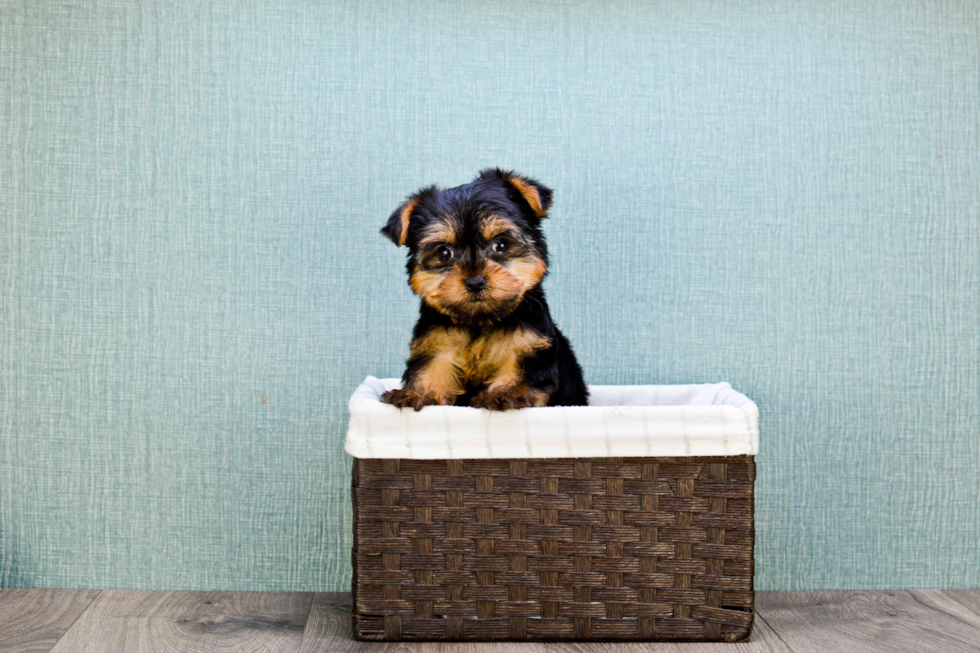 Meet Nugget - our Yorkshire Terrier Puppy Photo 