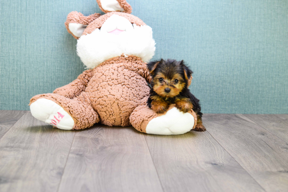 Meet Micro-Teacup-Goldie - our Yorkshire Terrier Puppy Photo 