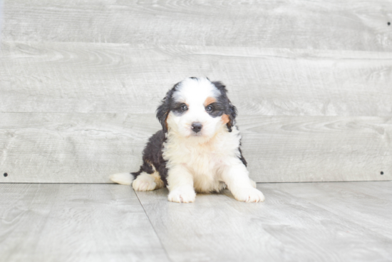 Popular Mini Bernedoodle Poodle Mix Pup