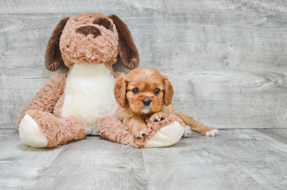 Cavalier King Charles Spaniel puppies for sale Small