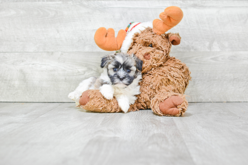 Small breed puppies for sale Teacup Pups for sale in Ohio Premier Pups