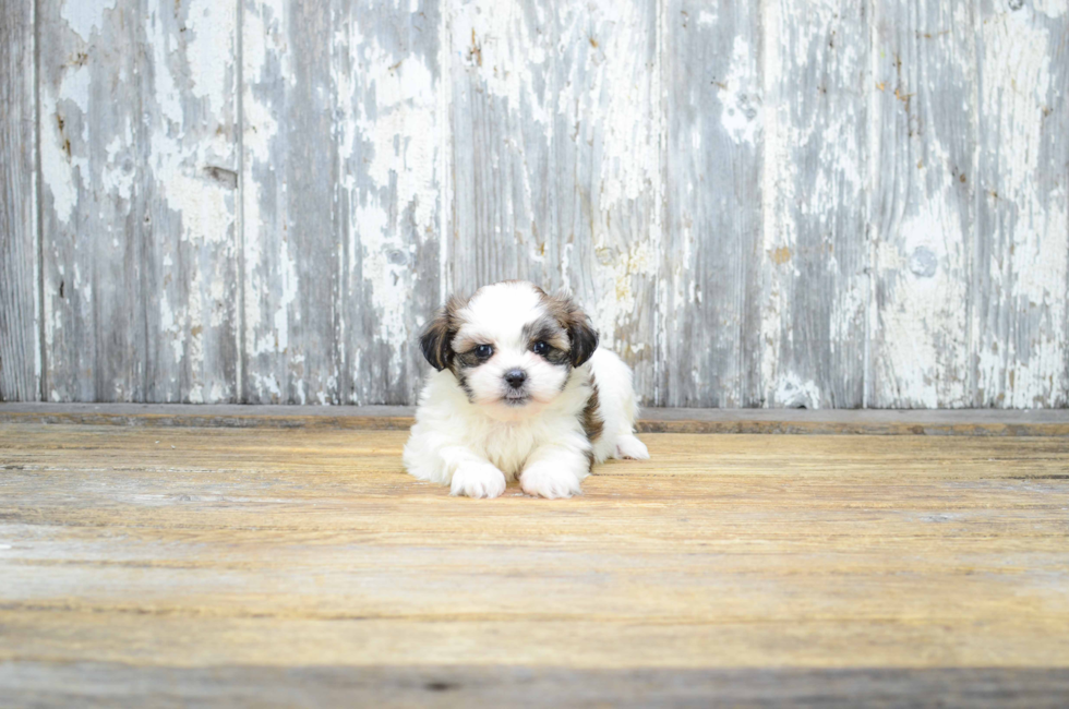 where can i get a teddy bear puppy