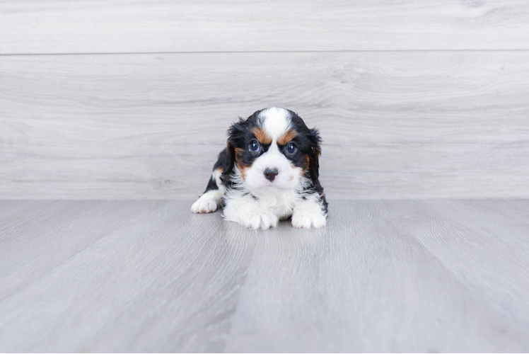 Meet Quentin - our Cavalier King Charles Spaniel Puppy Photo 1/4 - Premier Pups