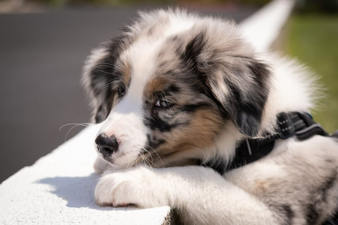 cute fluffy Aussiechon puppy