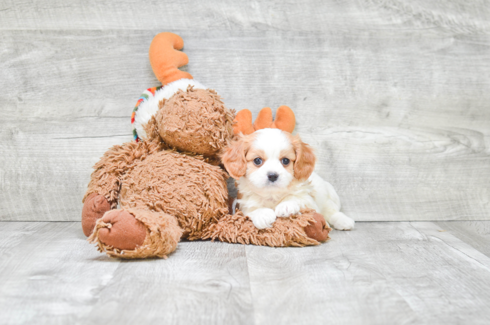 Small breed puppies for sale Teacup Pups for sale in Ohio Premier Pups