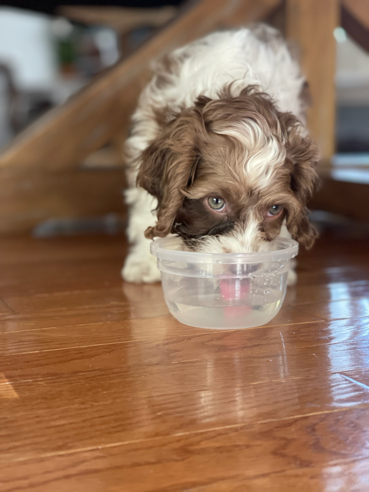 cockapoo puppy drinking water from a transparent container. cockapoo food 