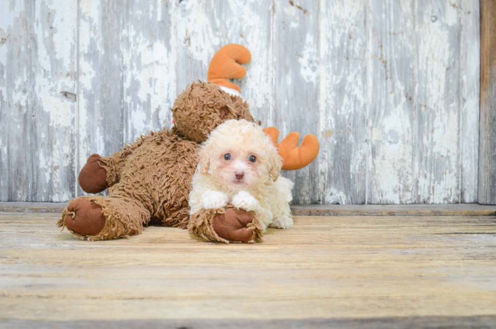 Small breed puppies for sale Teacup Pups for sale in Ohio Premier Pups