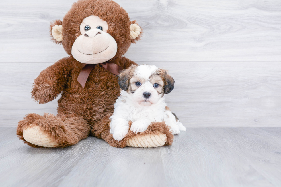 Meet Nymeria - our Teddy Bear Puppy Photo 2/3 - Premier Pups