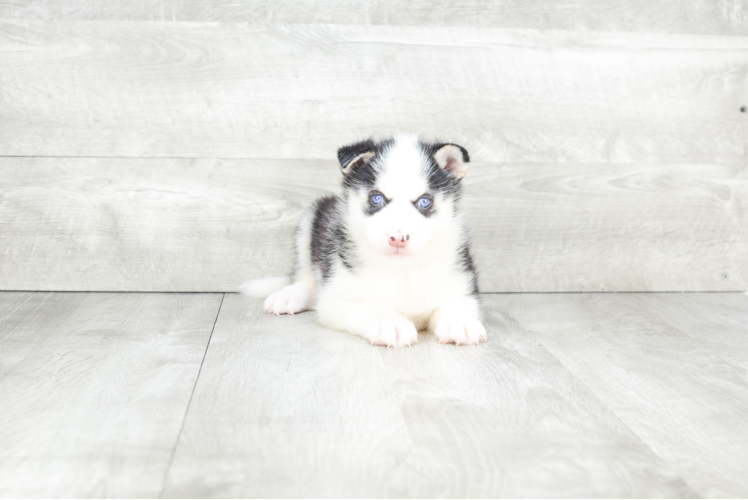 Meet Titan - our Pomsky Puppy Photo 1/4 - Premier Pups