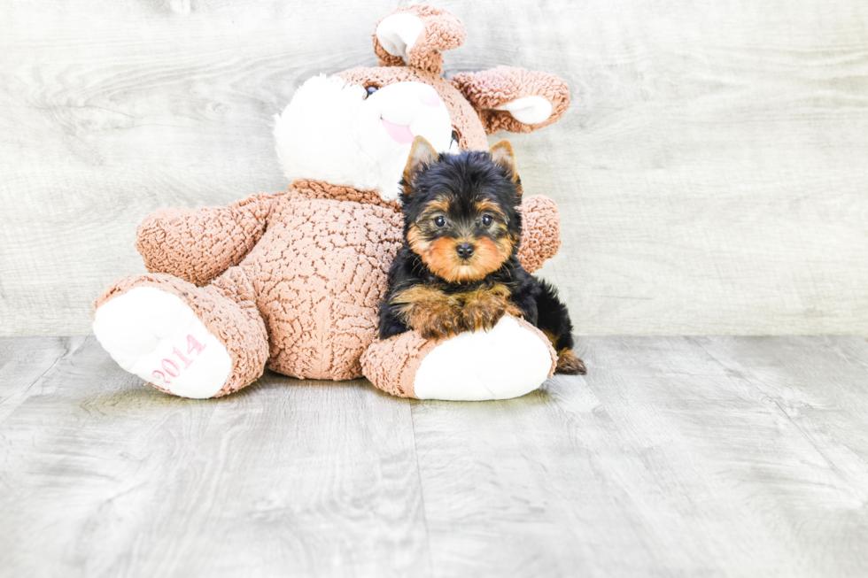 Meet Fiona - our Yorkshire Terrier Puppy Photo 