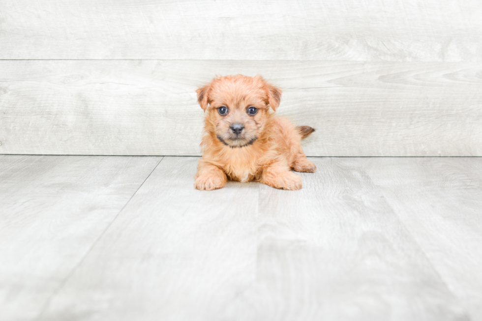 Meet Katana - our Morkie Puppy Photo 2/3 - Premier Pups